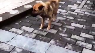 Baby funy you video