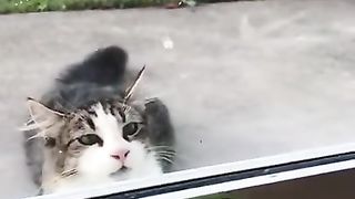Peekdaboo.