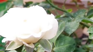 White Beautiful Roses