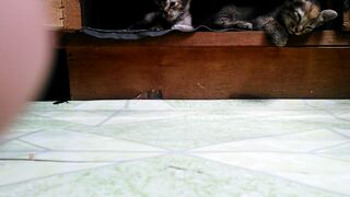 Cute kitty