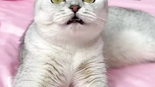 Help ???? #cat #cats.