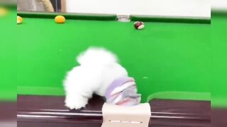 Cute dog moments Compilation Part 83| Funny dog videos in Bengali