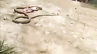 Sanp nikla Joti Chor