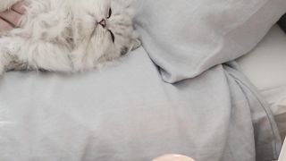 Beautiful Cats videos