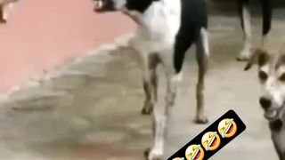 Funny video