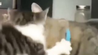 Funny ???? Animal