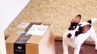 Funny cats and dogs