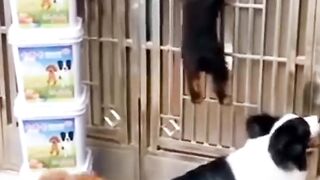 Funny ???? Animal