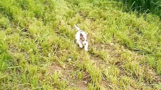 Beautiful Puppy