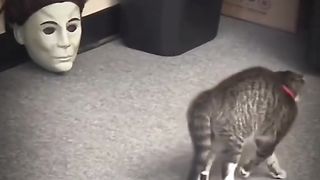 funny cats#shorts