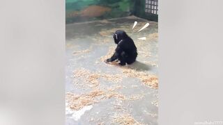 funny animal