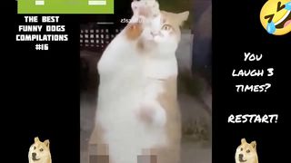 SECRET FUNNY ANIMALS VIDEO???? Funny compilation of funny animals 2023 ???? FUNNYEST CATS AND DOGS ???????? #016