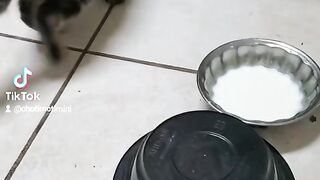 Cute kitten
