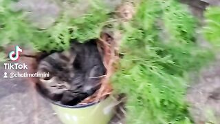Funny kitten