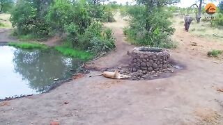 elephant and lion