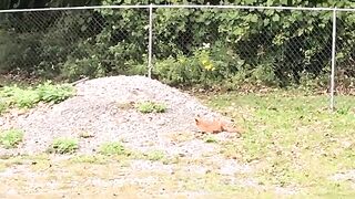 forest and animal