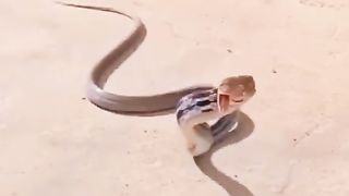 Best snake ???? Attack video ????????