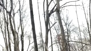 Forest machin for tree cutting