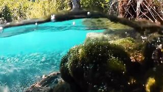 The beauty of nature is unparalleled - tranquil waters, majestic trees, and breathtaking scenery.