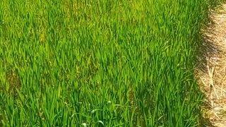 Desi village beauty