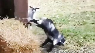 funny goat play