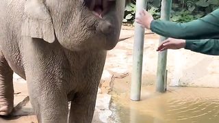 elephant eat cocumber