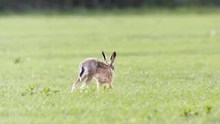 # Rabbit, Khargosh/7 videos