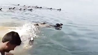 Sheeps Swimming????thrown into River for Swimming