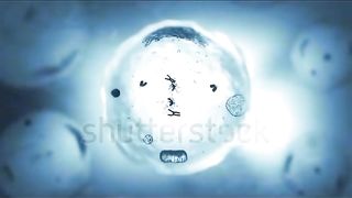 Mitosis stage...