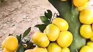 Orange#tree#amazing
