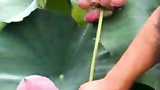Beautiful lotus.Flower