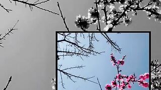Beautiful flower season