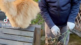 Cute Cat.