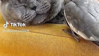 Cat n Cocktail.