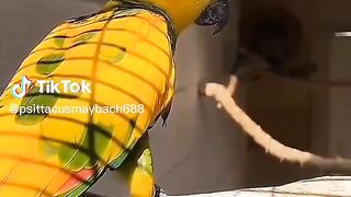 Parrot.