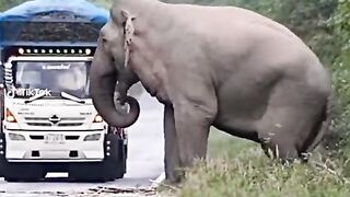 Gangster Elephant|بدمعاش ہاتھی