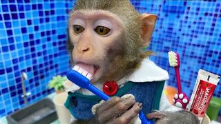 Monkey enjoy work in the home video 2023,