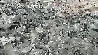 Budidaya ikan Nila