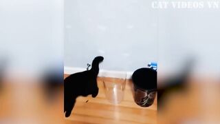 Funny animals_cat and dongs