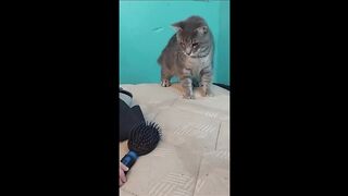 Funniest animals cat and dogs