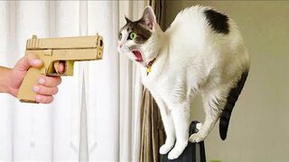 Funniest Animals