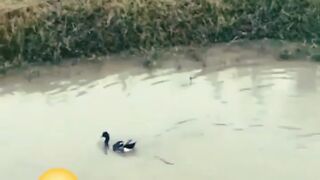 # shorts video vairalviews funny videos
