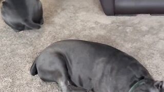 Суета ???? #cane #tttt #canecorso #канекорсо #canecorsoitaliano #канекорсоитальяно #кане.