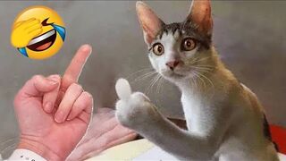 Funniest Cats and Dogs ????????