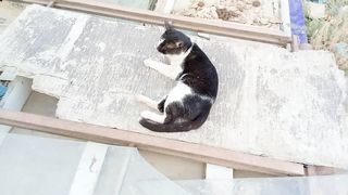 Amazing stray cat video