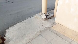 Cute cat video