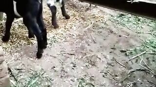 viral video