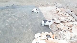 Really cute cats