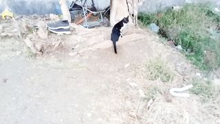 Super domestic cat
