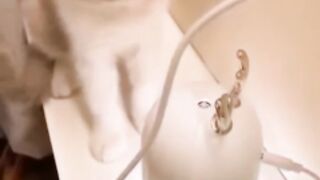 funny cat videos 2023